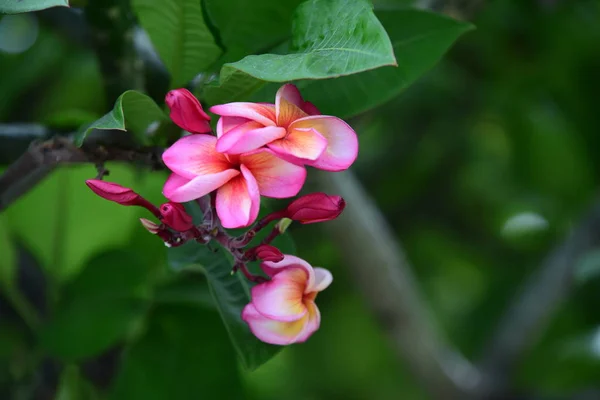 Kleurrijke Bloemen Tuin Plumeria Bloem Bloeien Prachtige Bloemen Tuin Blooming — Stockfoto