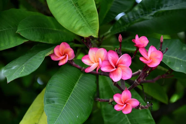 庭にはカラフルな花 プルメリアの花が咲いています 夏に庭の開花の美しい花 — ストック写真