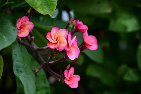 Kolorowe Kwiaty Ogrodzie Kwitnący Kwiat Plumeria Piękne Kwiaty Ogrodzie Blooming — Zdjęcie stockowe