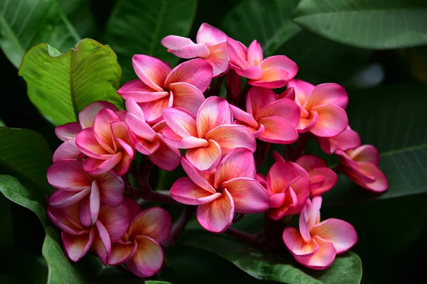 Kolorowe Kwiaty Ogrodzie Kwitnący Kwiat Plumeria Piękne Kwiaty Ogrodzie Blooming — Zdjęcie stockowe