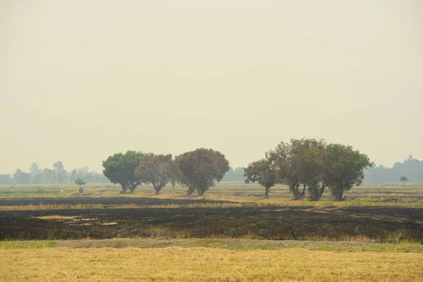 Paisaje Natural Con Campo Quemado Durante Día —  Fotos de Stock