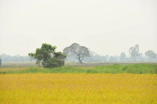 Вид Рисовое Поле Красивый Золотой Желтизныйрисовое Поле Сахарная Пальма Зеленом — стоковое фото