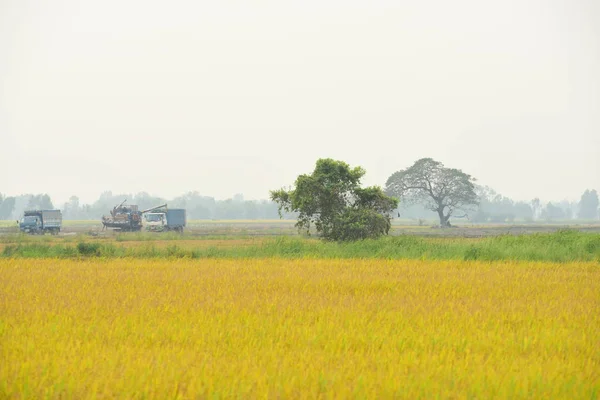 Rice Field View Beautiful Golden Yellow Rice Field Sugar Palm — Stock Photo, Image