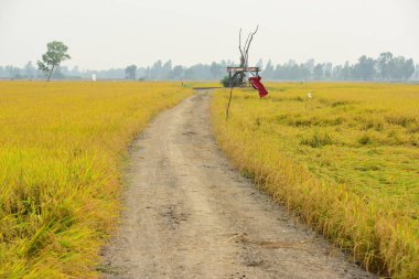 Güzel altın sarısı pirinç alan görünümdür. Pirinç alan. Şeker palm yeşil mısır tarlası, mavi sky.green alanlar üzerinde birçok bulutlar ve akarsu üzerinde parlak güneşli gün