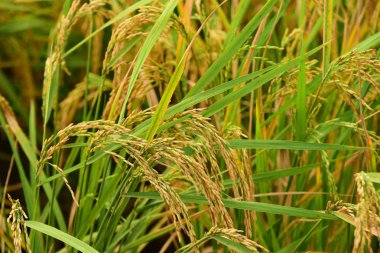 Güzel altın sarısı pirinç alan görünümdür. Pirinç alan. Şeker palm yeşil mısır tarlası, mavi sky.green alanlar üzerinde birçok bulutlar ve akarsu üzerinde parlak güneşli gün