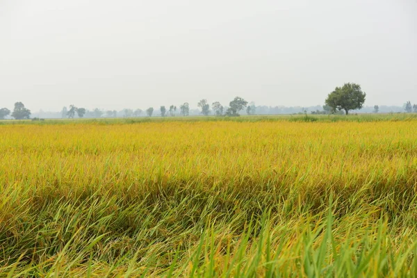 Ris Synfält Vacker Gyllengul Risfält Sugar Palm Den Gröna Majsfält — Stockfoto