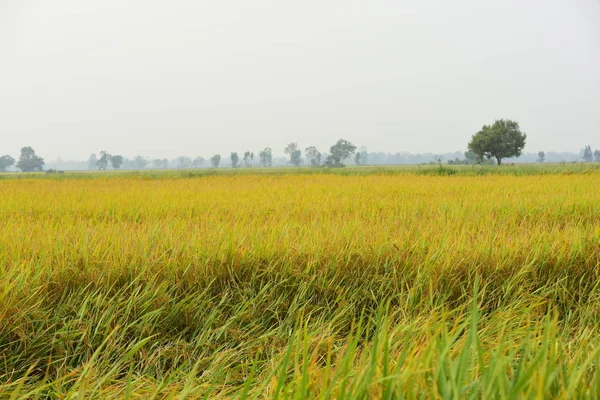 Campo Arroz Vista Hermoso Amarillo Dorado Campo Arroz Palma Azúcar — Foto de Stock