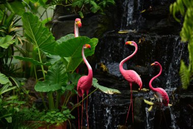 Şelalenin yanındaki pembe flamingolar