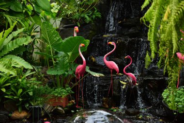 Şelalenin yanındaki pembe flamingolar