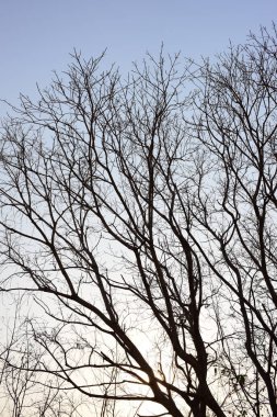 Doğa siyah kuru ağaç deseni ve beyaz soyut doku arkaplanı