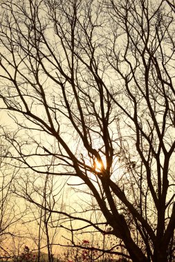 Doğa siyah kuru ağaç deseni ve beyaz soyut doku arkaplanı