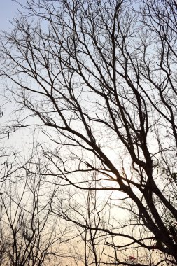 Doğa siyah kuru ağaç deseni ve beyaz soyut doku arkaplanı