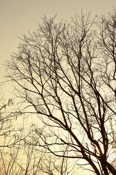 Natur Schwarz Trockenbaummuster Und Weiß Abstrakte Textur Hintergrund — Stockfoto