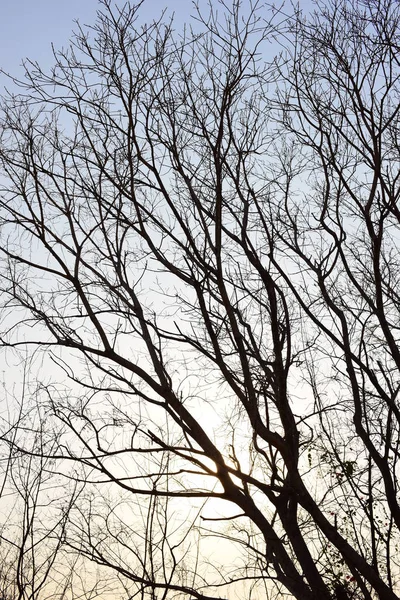 Doğa siyah kuru ağaç deseni ve beyaz soyut doku arkaplanı