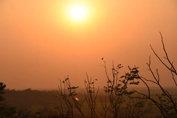 Golden Solnedgang Med Smukke Grene - Stock-foto