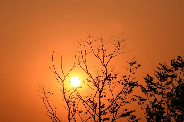 Golden Solnedgang Med Smukke Grene - Stock-foto