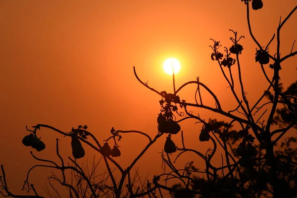 Golden Solnedgang Med Smukke Grene - Stock-foto