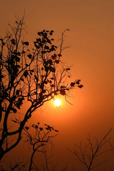 Gyllene Solnedgång Med Vackra Grenar — Stockfoto