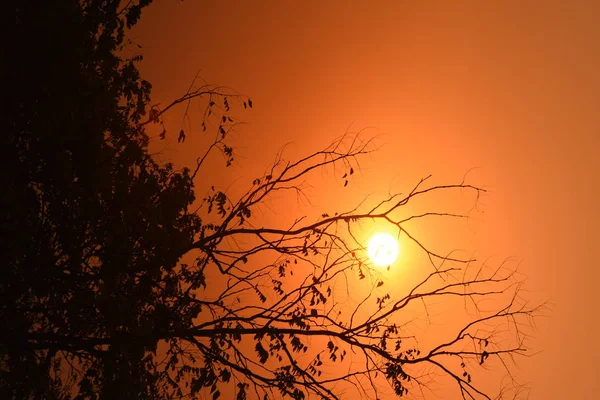 Золотий Захід Сонця Красивими Гілками — стокове фото