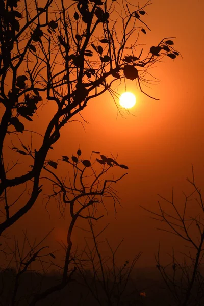 Güzel Dalları Olan Altın Günbatımı — Stok fotoğraf