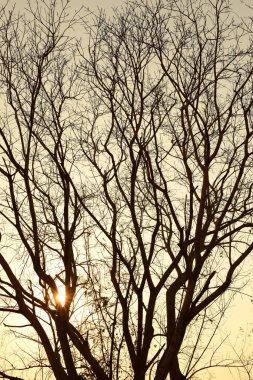 Altın güneş ve güzel dalları