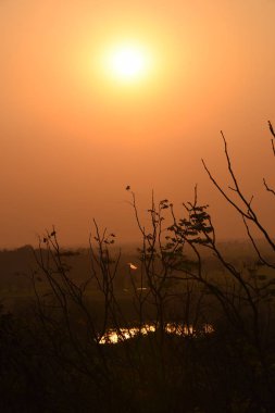 Güzel dalları olan altın günbatımı