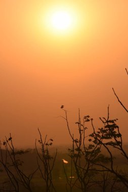 Güzel dalları olan altın günbatımı