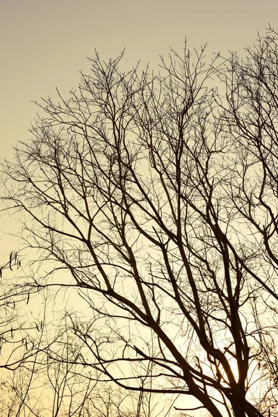 Altın güneş ve güzel dalları