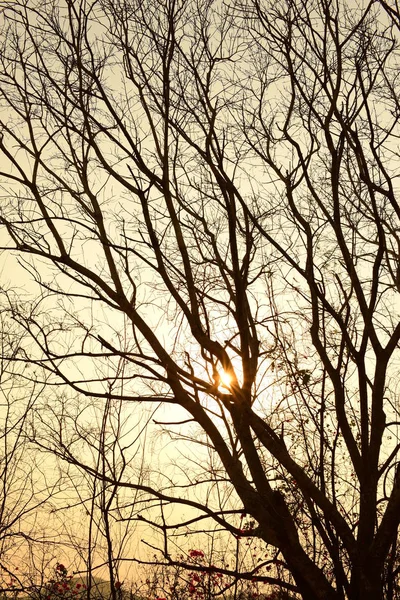 Altın güneş ve güzel dalları