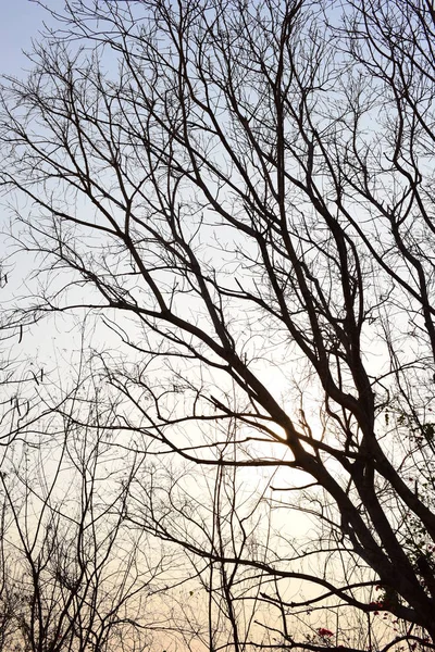 Altın güneş ve güzel dalları