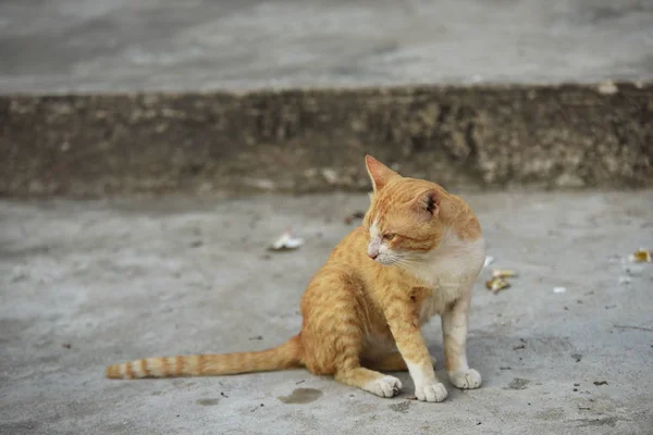 海滩上可爱的红猫 — 图库照片