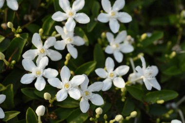 Bahçede renkli çiçek. Plumeria çiçek çiçeklenme. Güzel bahçe Blooming yaz aylarında çiçeklenir.