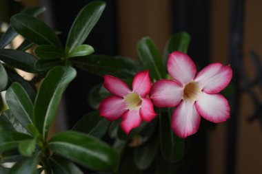 Güzel renkli çiçekler yaprak yeşil arka plana sahip