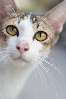  baş profil kedi, kopya alanı ile yakın çekim