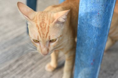  baş profil kedi, kopya alanı ile yakın çekim