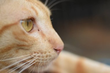  baş profil kedi, kopya alanı ile yakın çekim