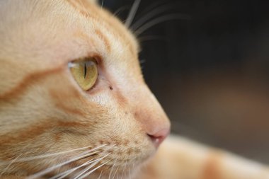  baş profil kedi, kopya alanı ile yakın çekim