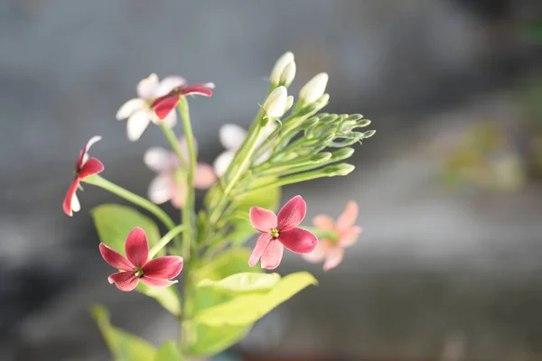 Hermosas Flores Colores Con Fondo Hoja Verde — Foto de Stock