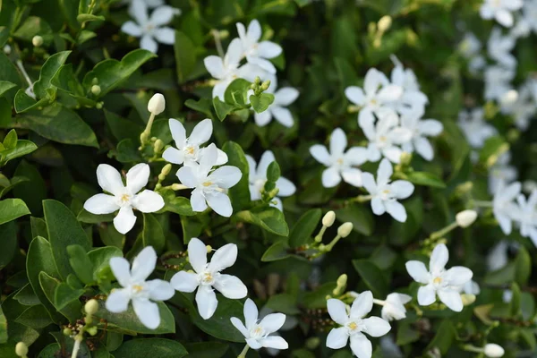 庭にはカラフルな花 プルメリアの花が咲いています 夏に庭の開花の美しい花 — ストック写真