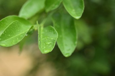 Yeşil yaprakları ve kullanılmış bir arka plan görüntüsü olarak doğada yağmur damlaları
