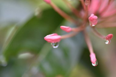 Sabah yağmur olduğunda spike Çiçek Bahçe yakın makro Fotoğraflar doğa, damla.