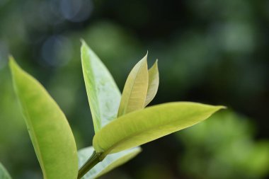 Yeşil yaprakları ve kullanılmış bir arka plan görüntüsü olarak doğada yağmur damlaları