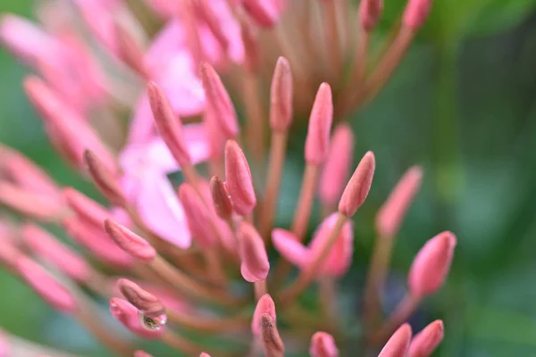 Dornenblüten Wenn Der Morgen Regentropfen Hat Makrofotos Der Natur Der — Stockfoto