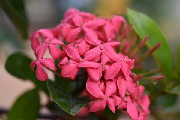 Spike Fleurs Quand Matin Des Gouttes Pluie Macro Photos Nature — Photo