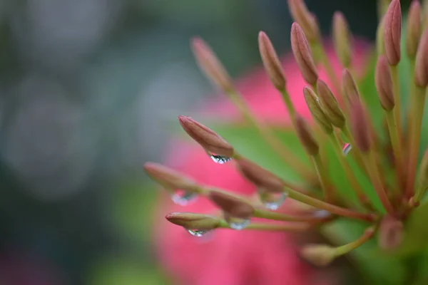 Spike Flores Quando Manhã Tem Gotas Chuva Macro Fotos Natureza — Fotografia de Stock