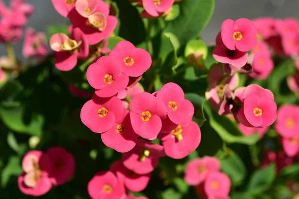Beautiful Flowers Garden Blooming Summer Landscaped Formal Garden — Stock Photo, Image