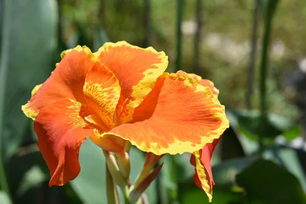 Hermosas Flores Colores Jardín — Foto de Stock