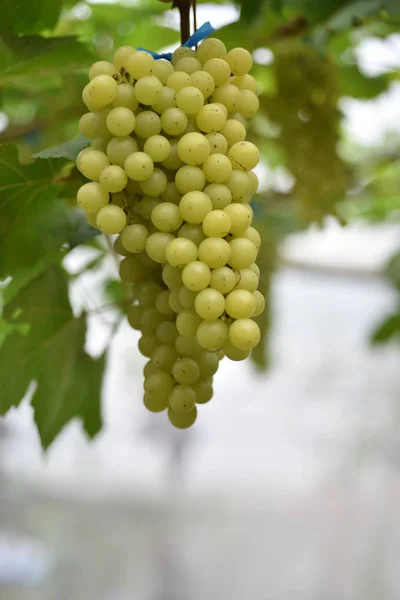 Frische Trauben Den Händen Die Bäume Haben Und Vom Weinberg — Stockfoto