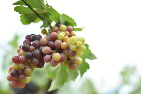 Fresh grapes in the hands that have trees and From the vineyard near my house