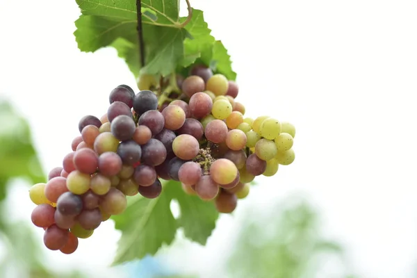 Świeże Winogrona Rękach Które Mają Drzew Winnicy Pobliżu Mojego Domu — Zdjęcie stockowe